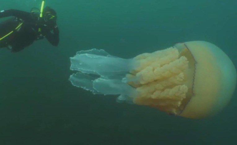 VIDEO U Velikoj Britaniji snimljena divovska meduza, velika kao čovjek